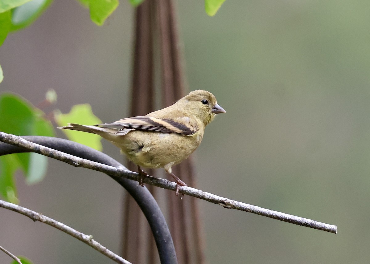 American Goldfinch - ML640203261