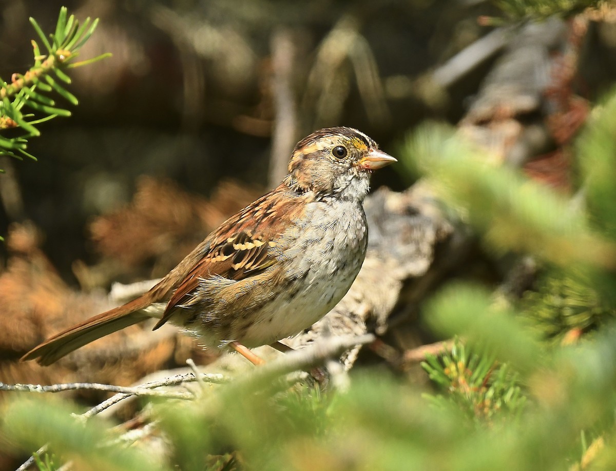 White-throated Sparrow - ML640203270