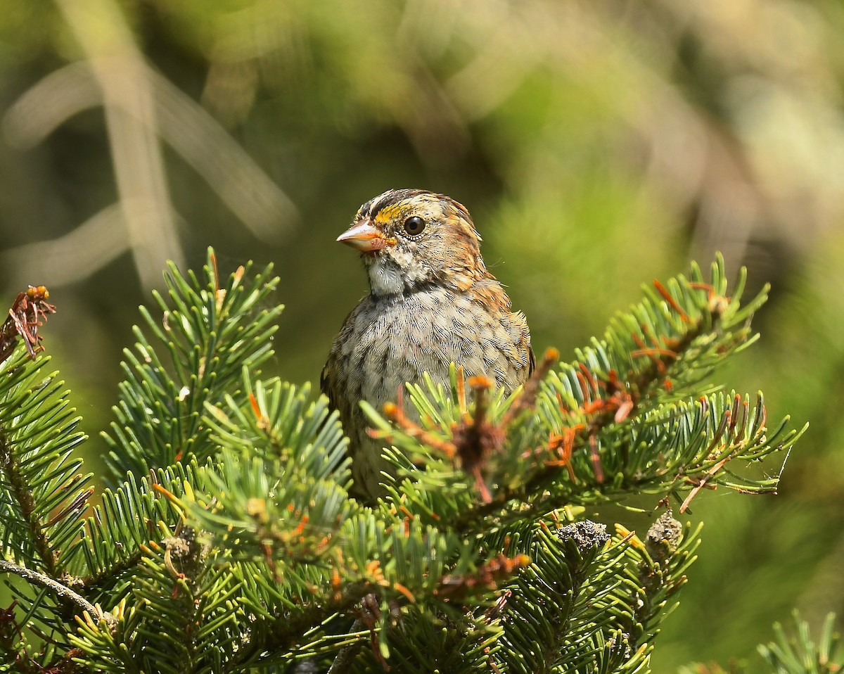White-throated Sparrow - ML640203271