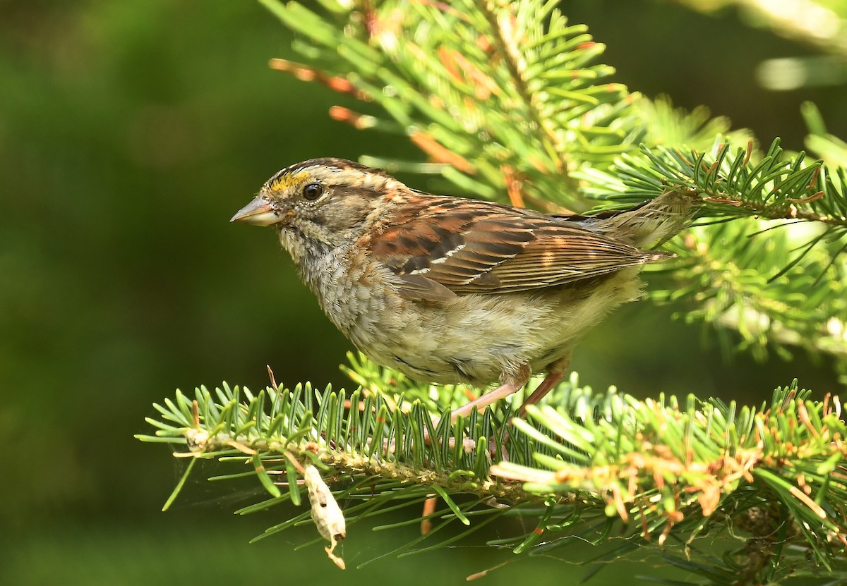 White-throated Sparrow - ML640203272