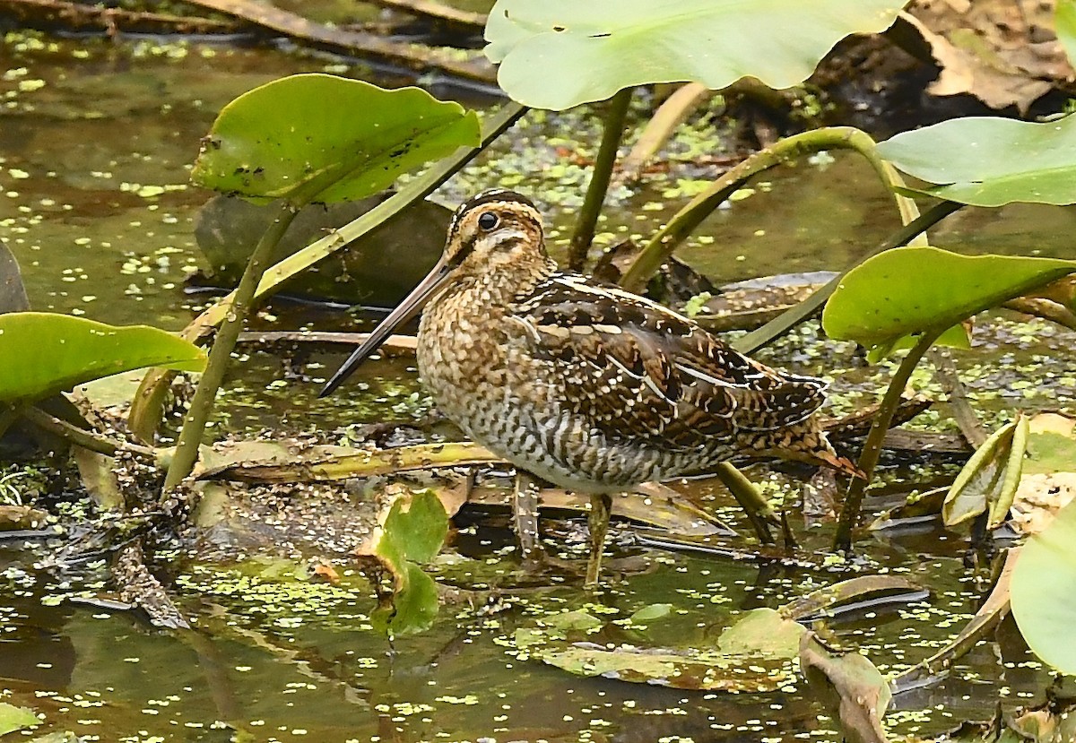 Wilson's Snipe - ML640203294