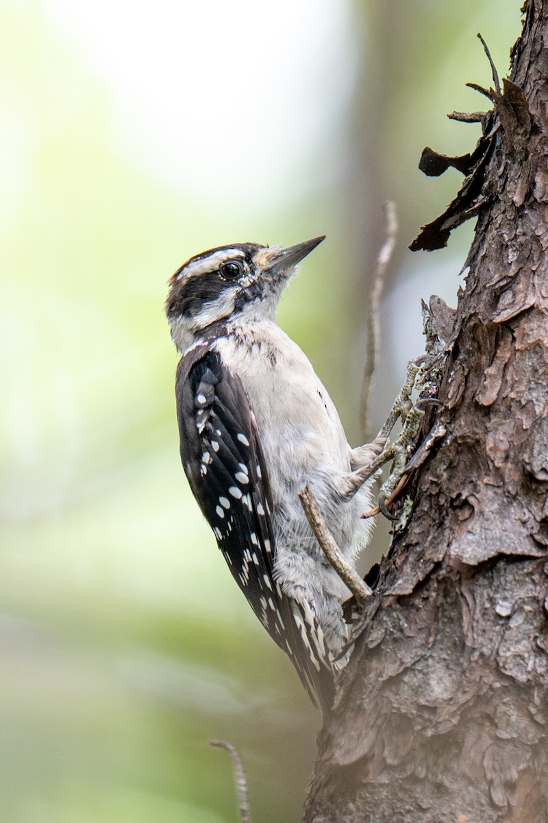 strakapoud osikový (ssp. pubescens/medianus) - ML640203317