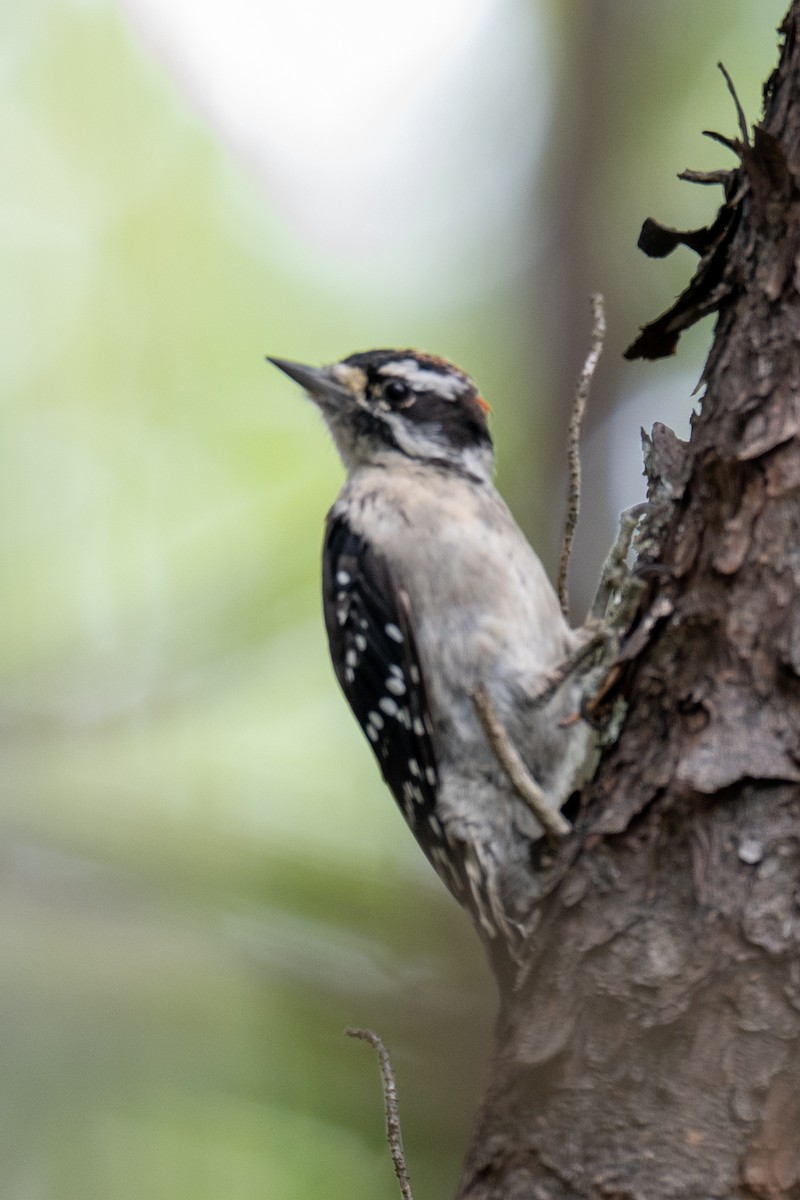 strakapoud osikový (ssp. pubescens/medianus) - ML640203318