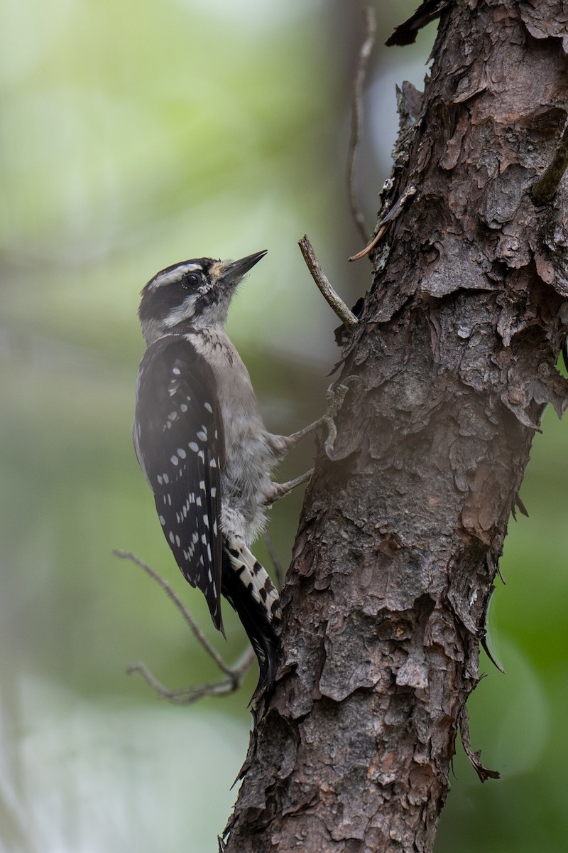 strakapoud osikový (ssp. pubescens/medianus) - ML640203319
