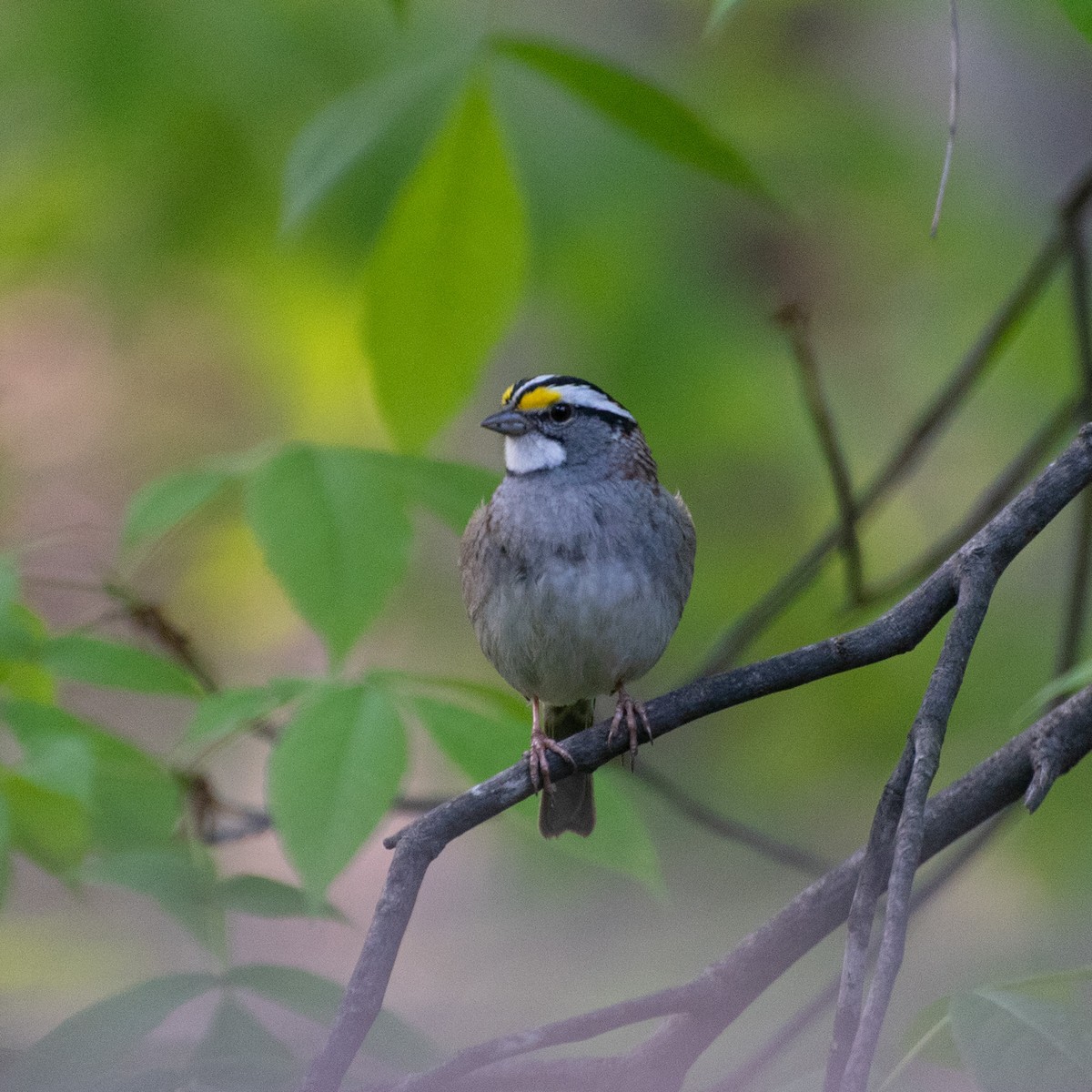 White-throated Sparrow - ML640203338