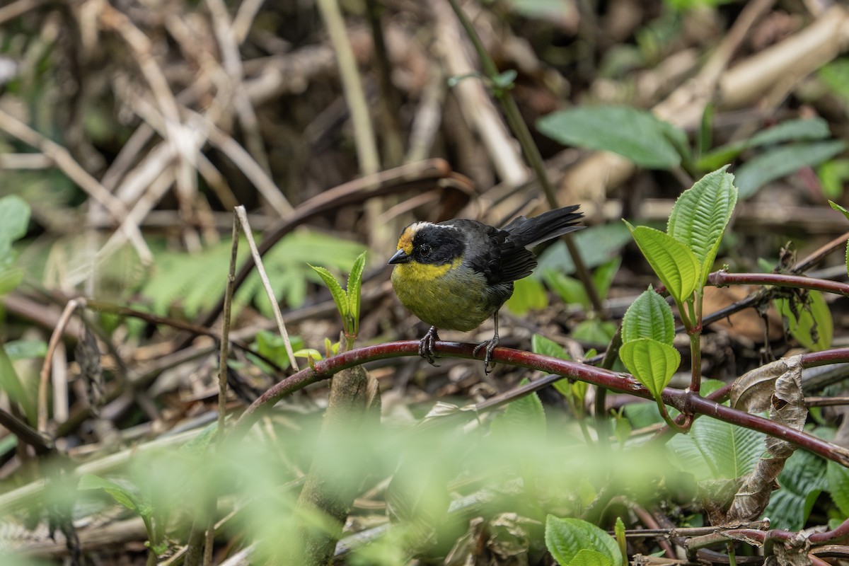Pale-naped Brushfinch - ML640203374