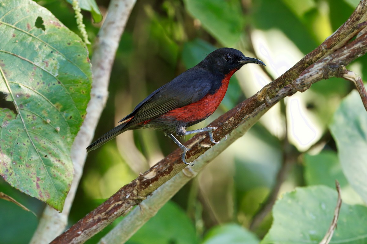 Red-bellied Myzomela - ML640203415