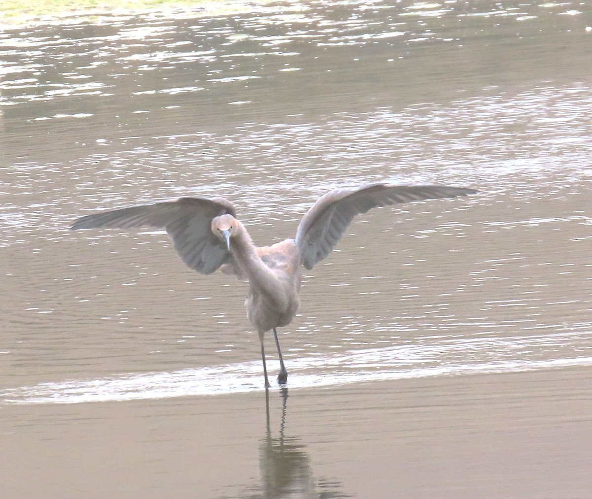 Reddish Egret - ML640203440