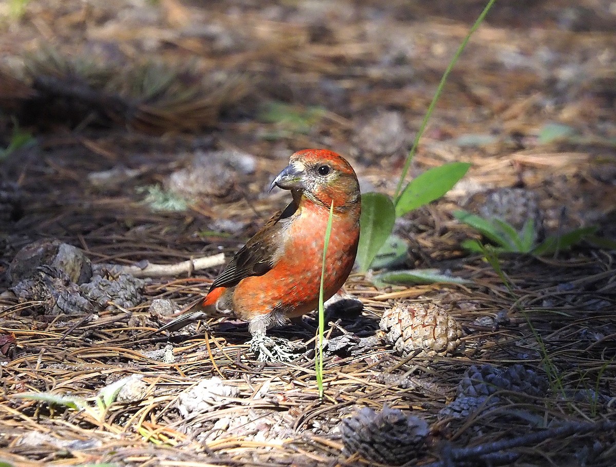 紅交嘴雀 - ML640203454