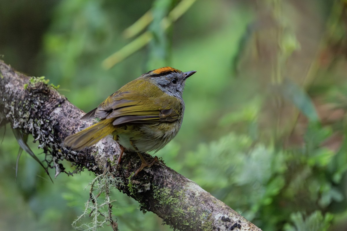 Russet-crowned Warbler - ML640203475