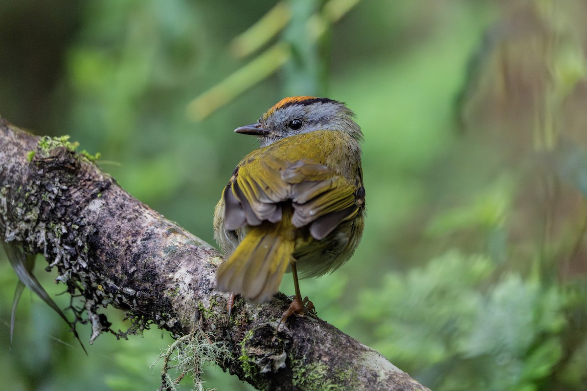 Russet-crowned Warbler - ML640203476
