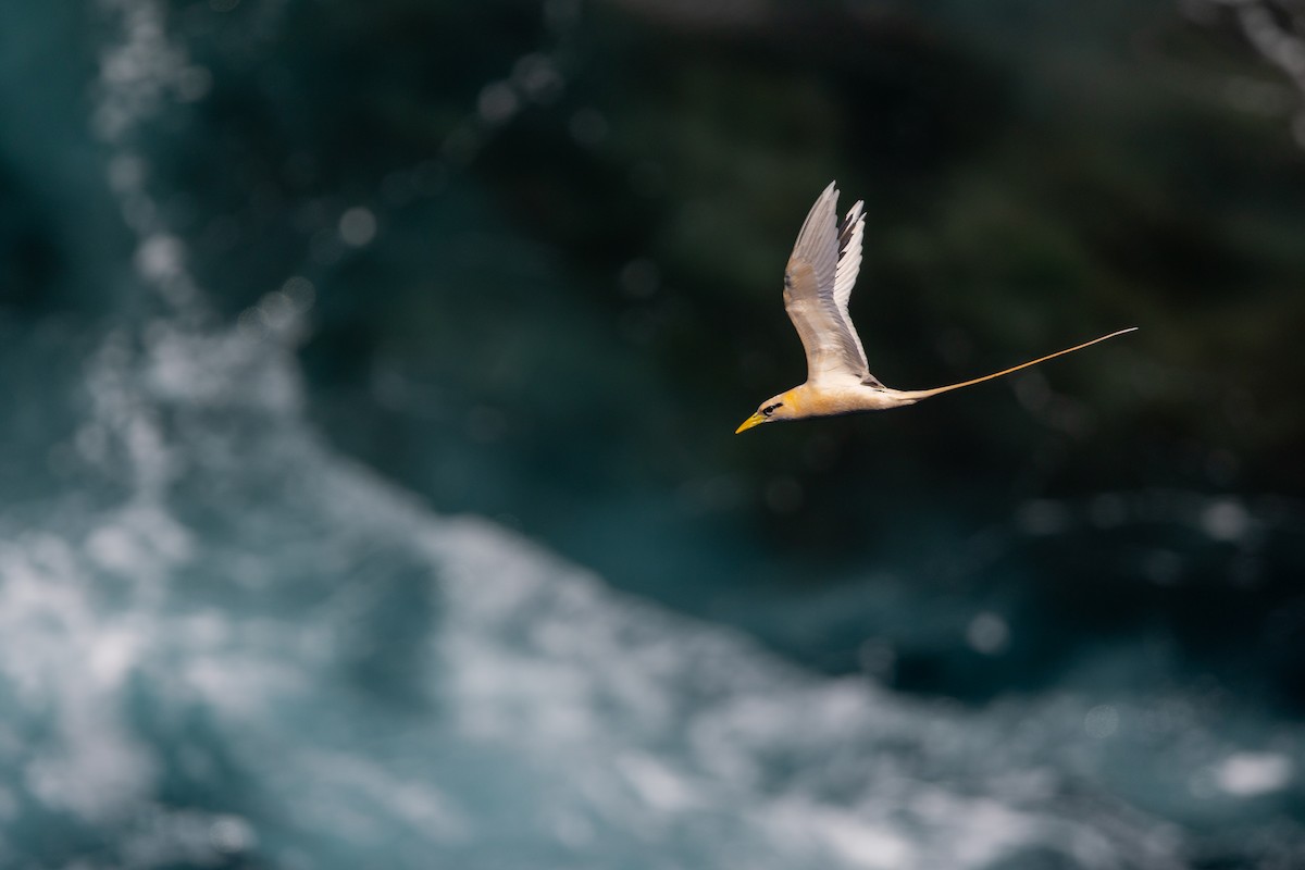 White-tailed Tropicbird (Golden) - ML640203496