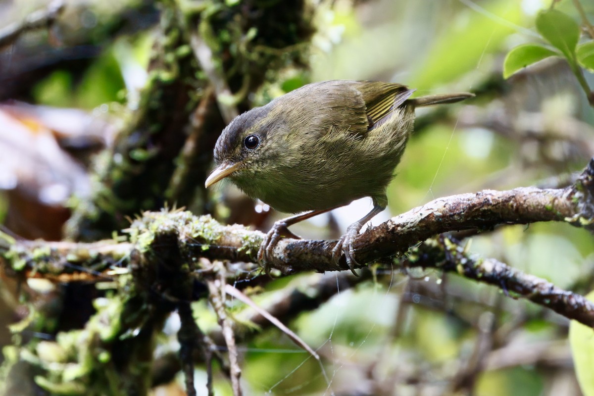 Kolombangara Leaf Warbler - ML640203635