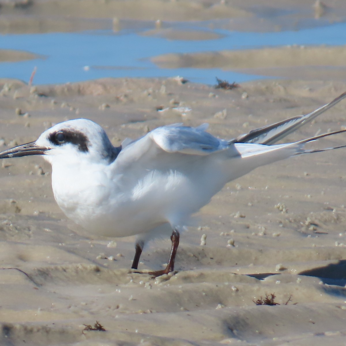Forster's Tern - ML640203663
