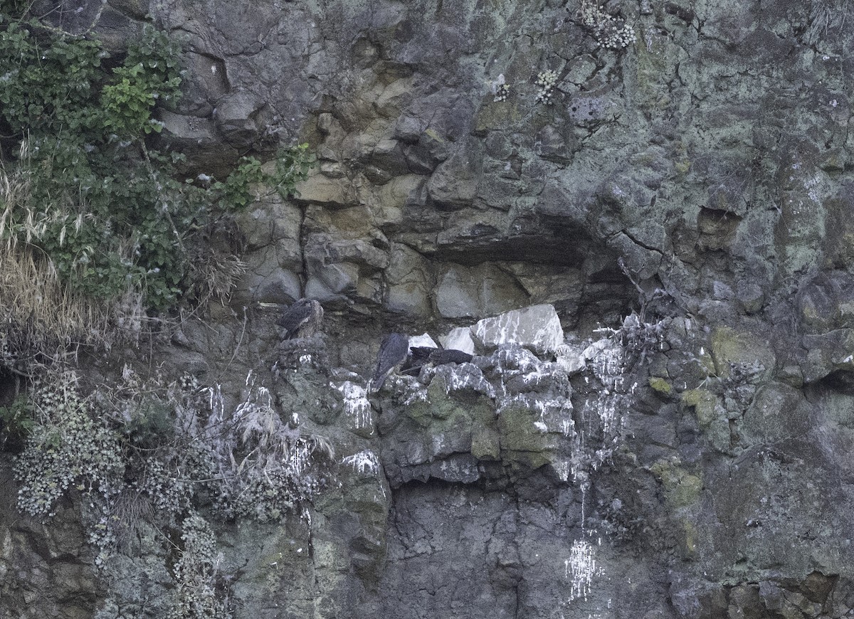 Peregrine Falcon - ML640203676