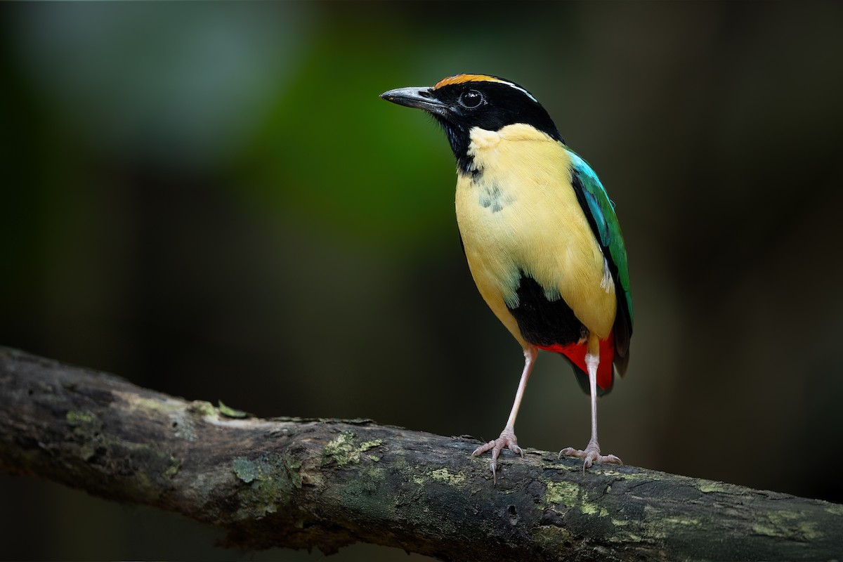 Ornate Pitta - ML640203697