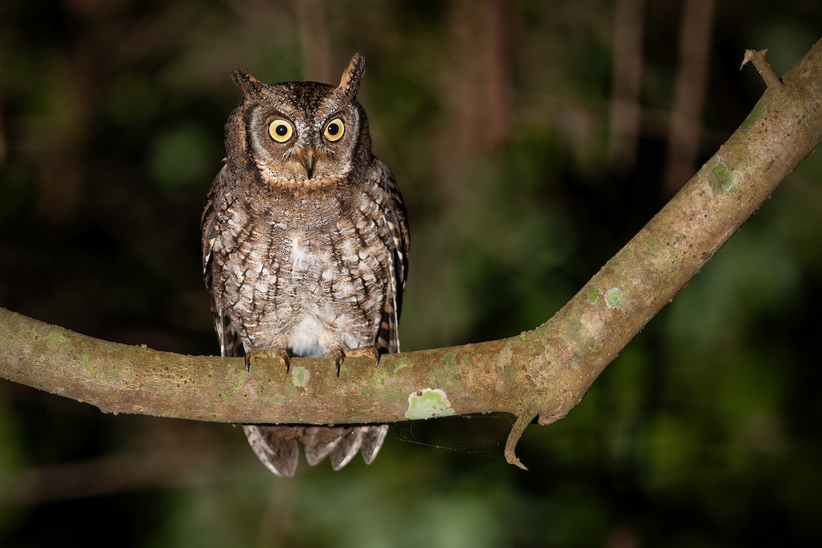 Rinjani Scops-Owl - ML640203699