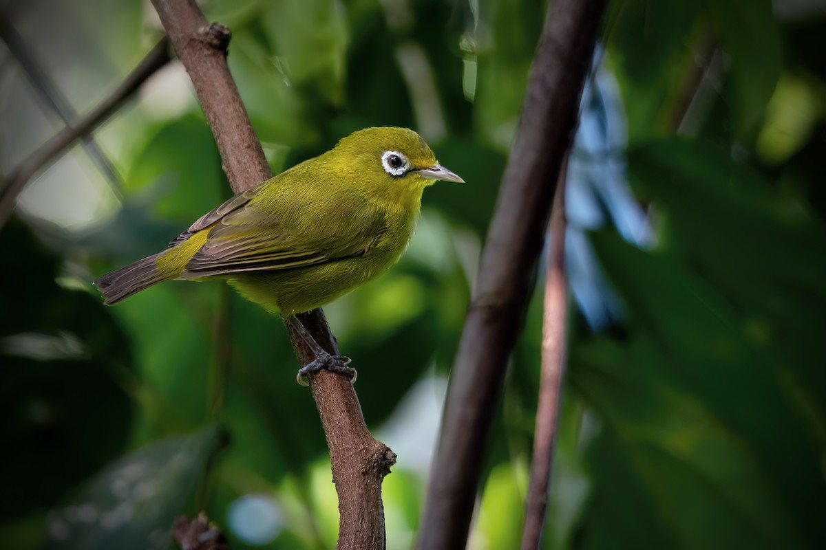 Lemon-bellied White-eye - ML640203703