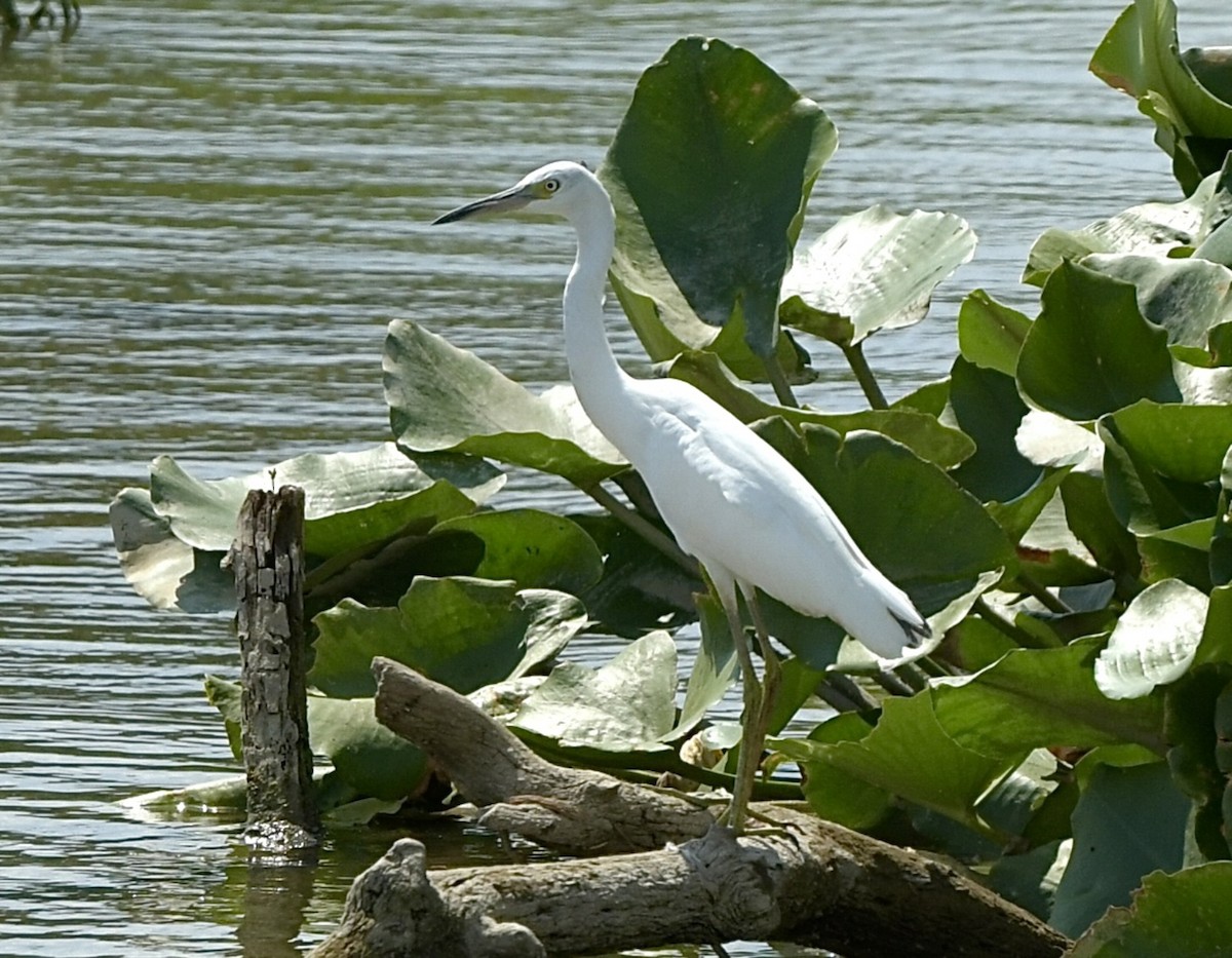Aigrette bleue - ML640203752