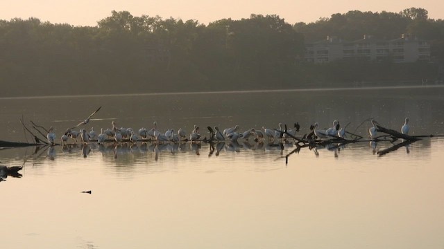 American White Pelican - ML640203758