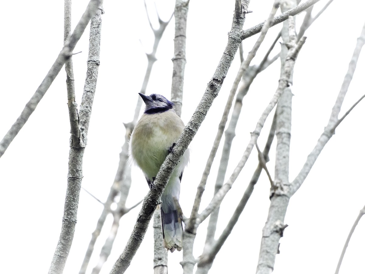 Blue Jay - ML640203798