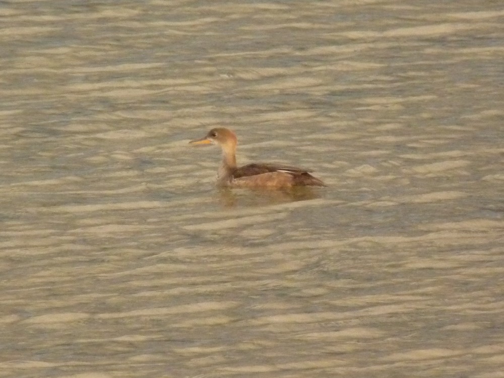 Hooded Merganser - ML640203815