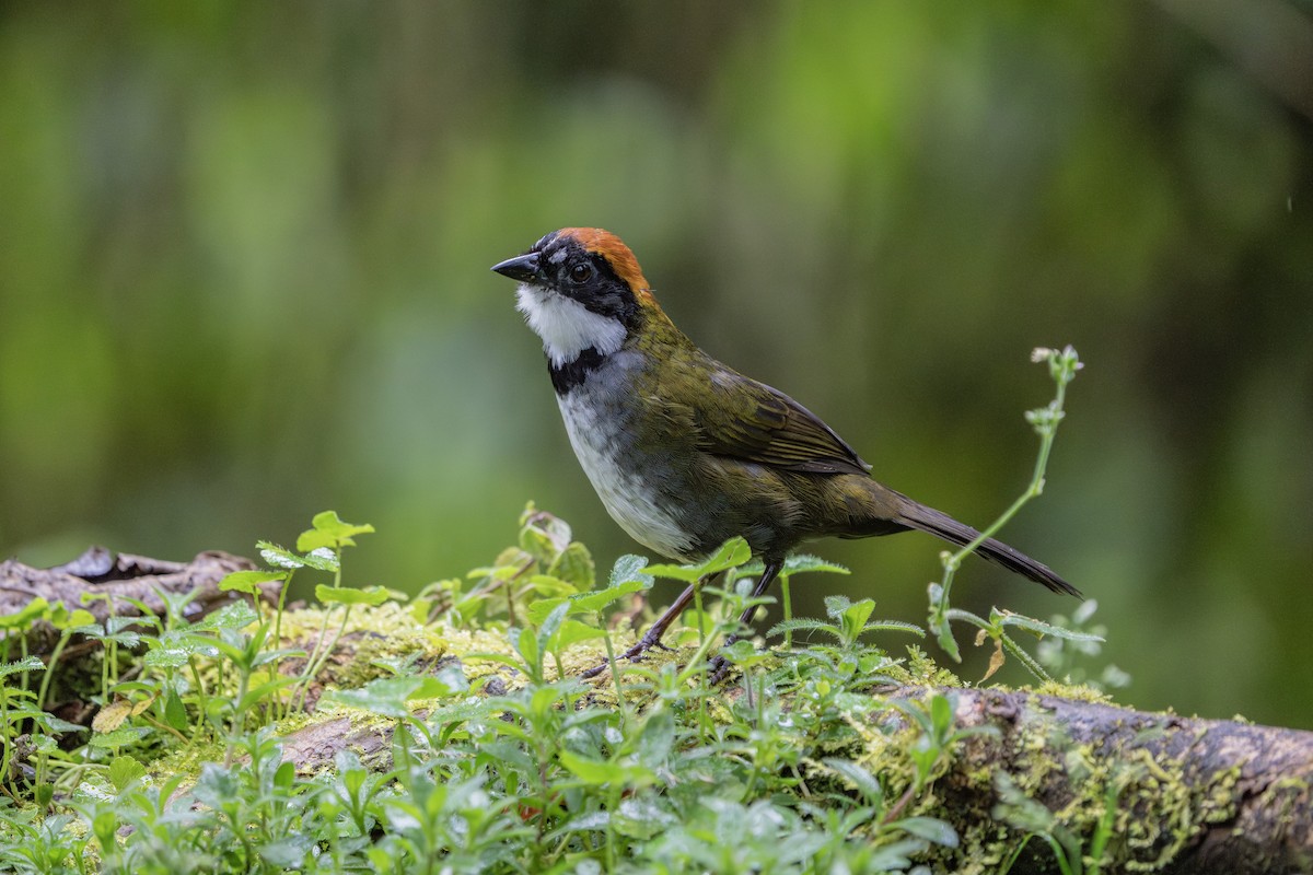 Chestnut-capped Brushfinch - ML640203848