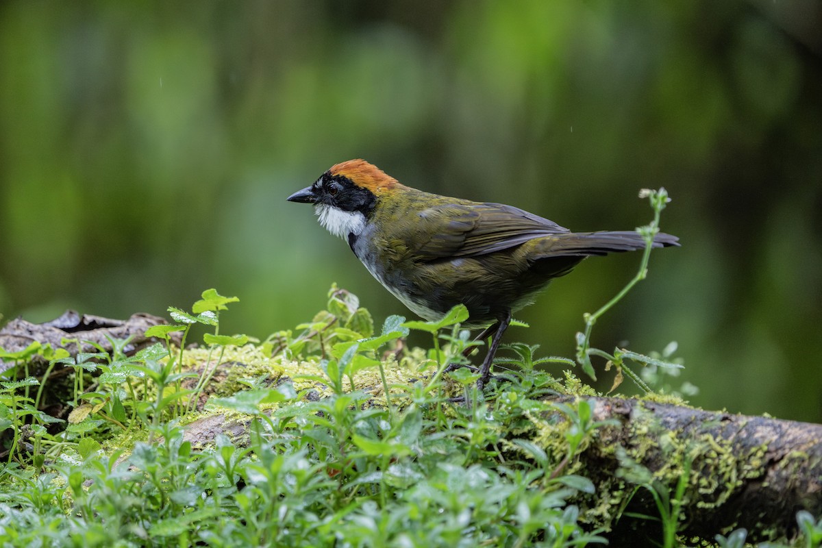 Chestnut-capped Brushfinch - ML640203849