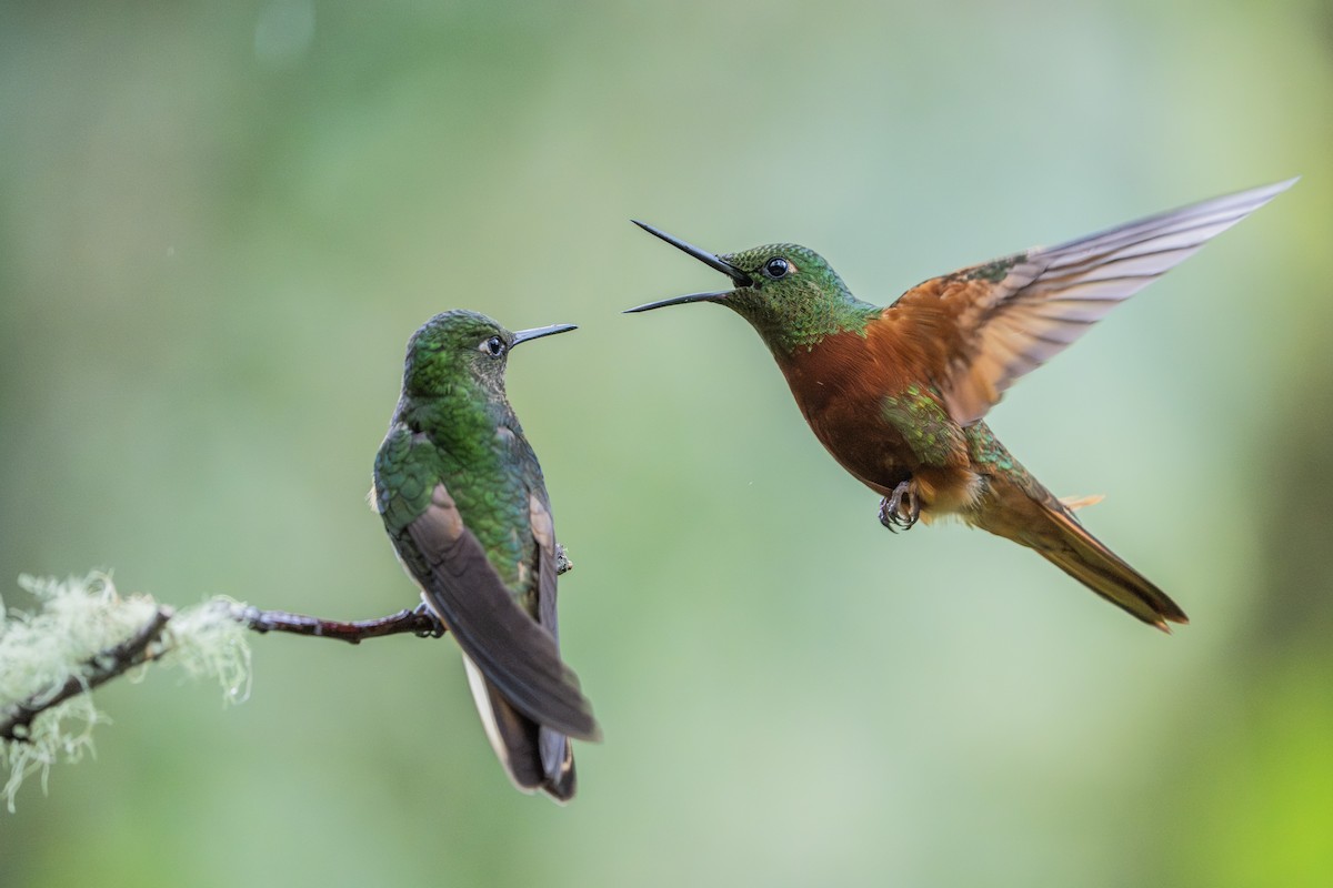Chestnut-breasted Coronet - ML640203894