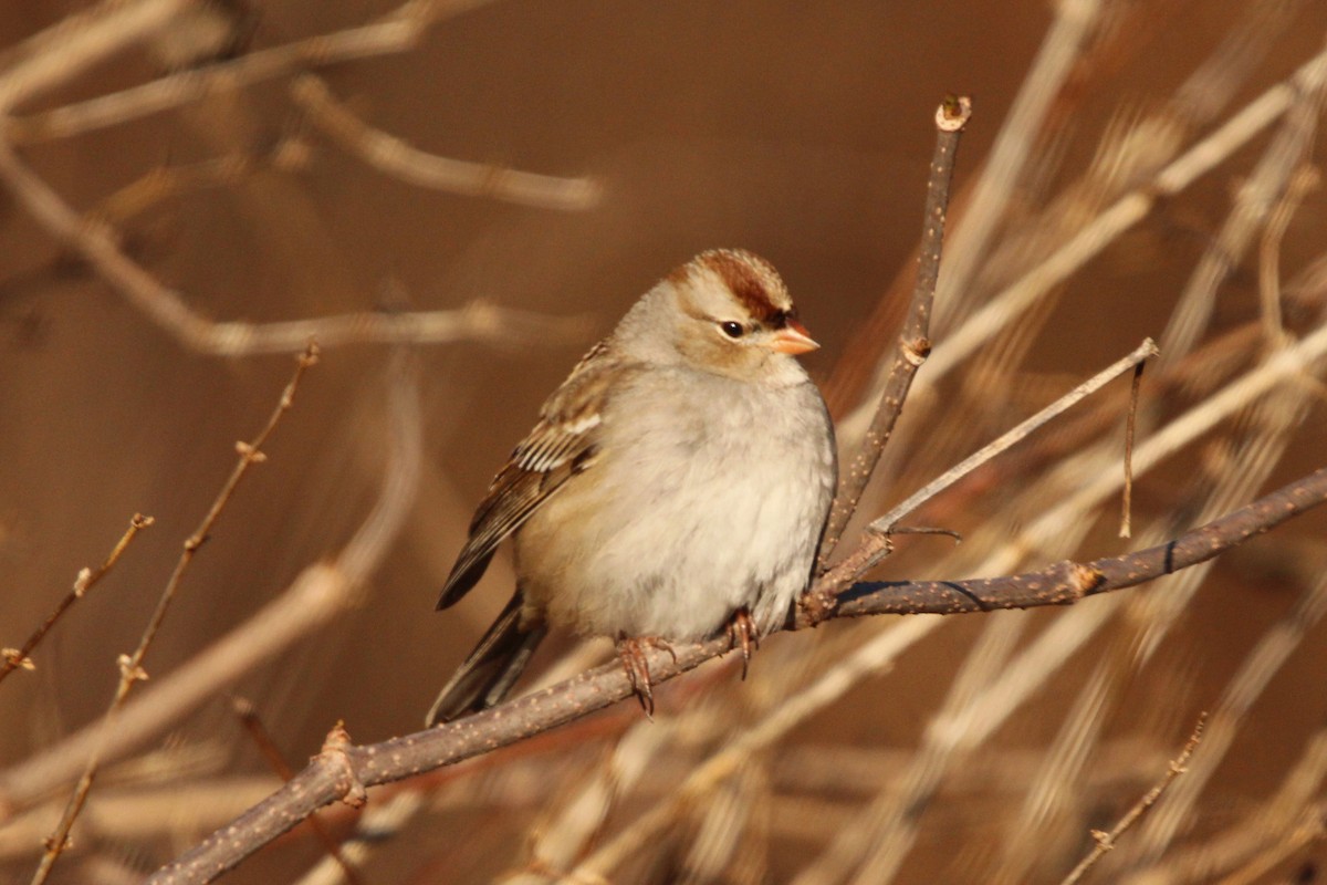 White-crowned Sparrow (Dark-lored) - ML640203913