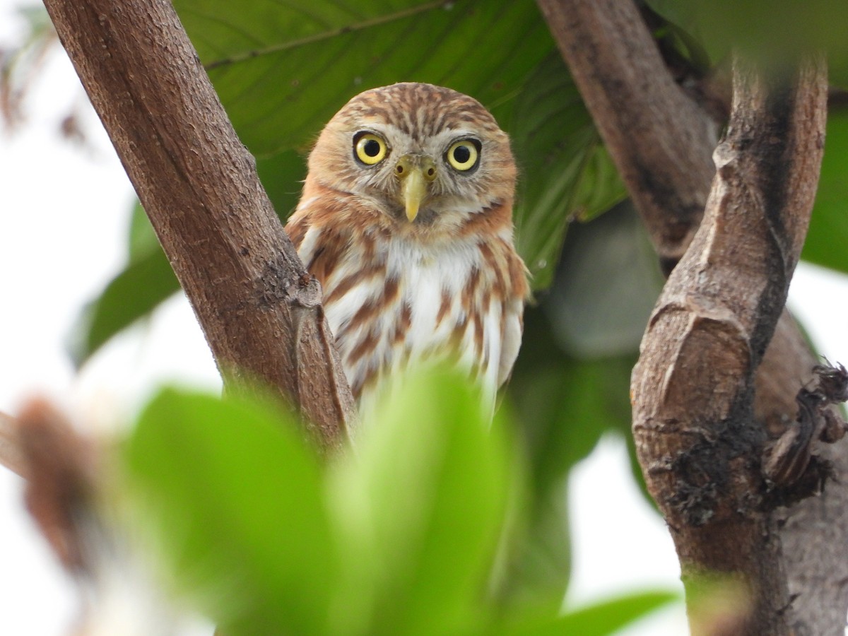 Peruvian Pygmy-Owl - ML640203968