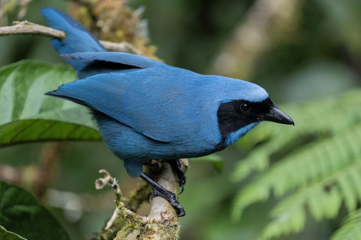 Turquoise Jay - ML640203978