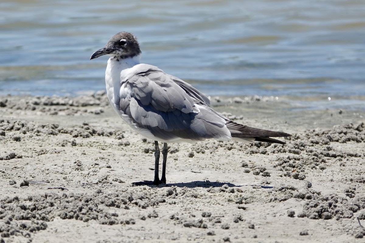 Antxeta mokogorri amerikarra - ML640204027