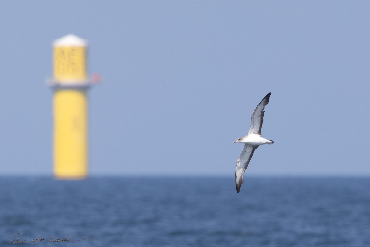 チチュウカイオニミズナギドリ - ML640204060