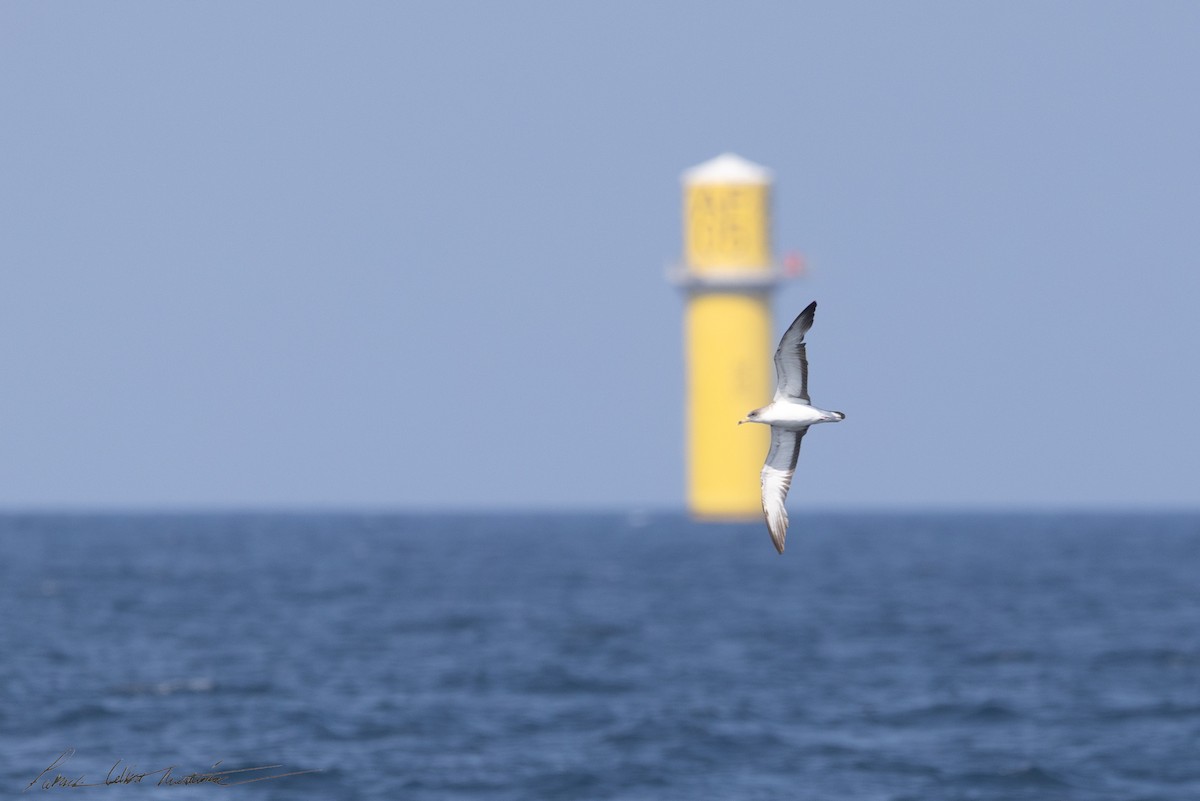 チチュウカイオニミズナギドリ - ML640204062