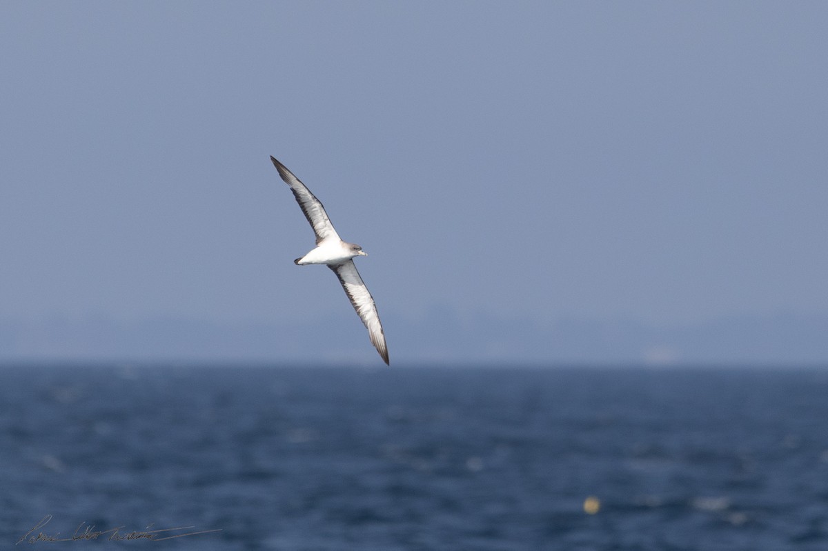 チチュウカイオニミズナギドリ - ML640204063