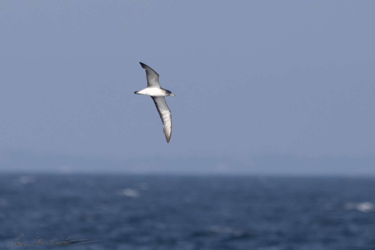 チチュウカイオニミズナギドリ - ML640204064