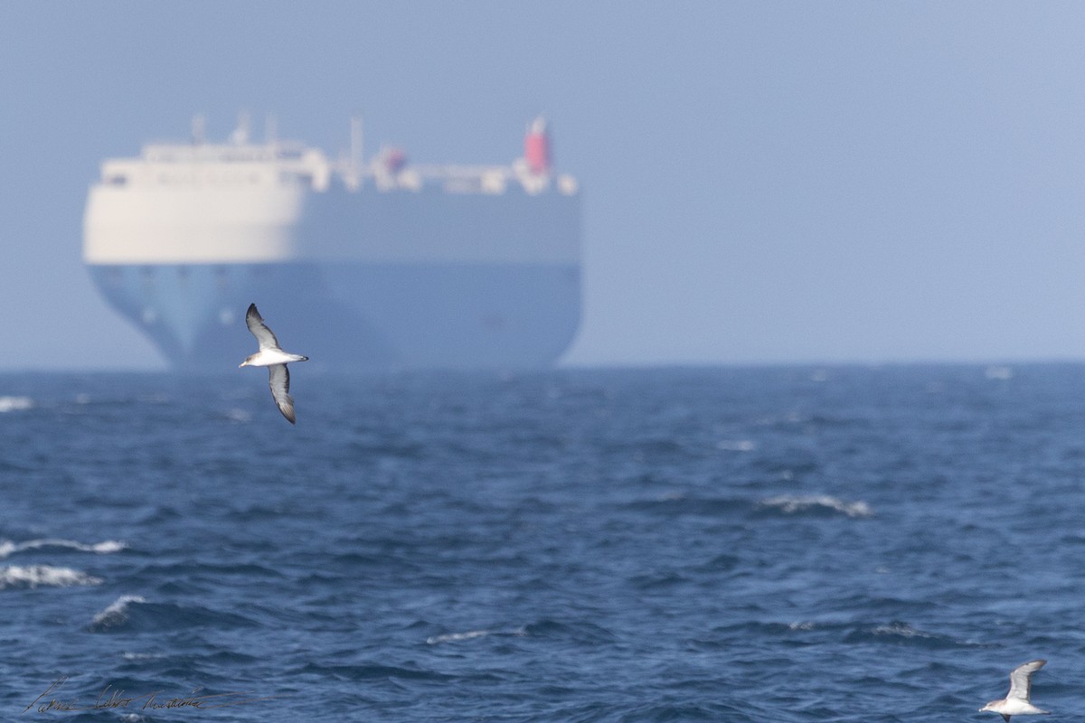 オニミズナギドリ - ML640204067