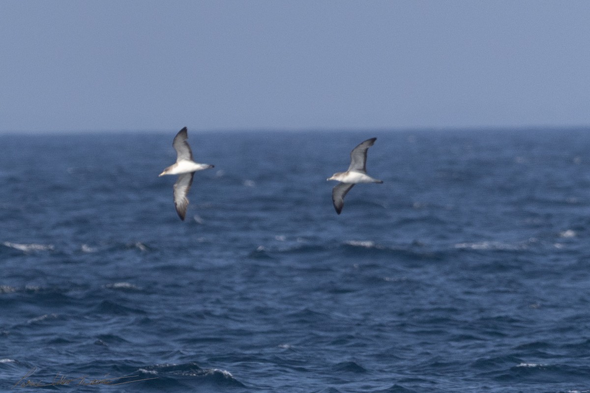 オニミズナギドリ - ML640204075