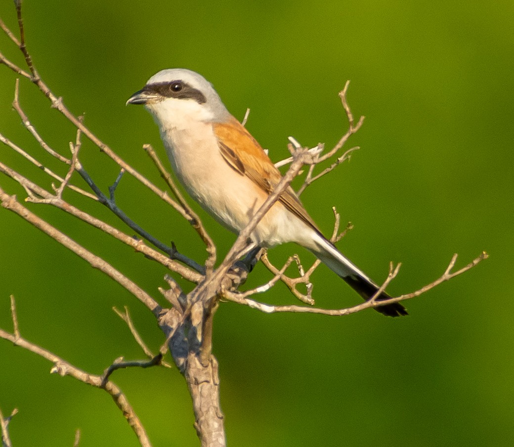Red-backed Shrike - ML640204118