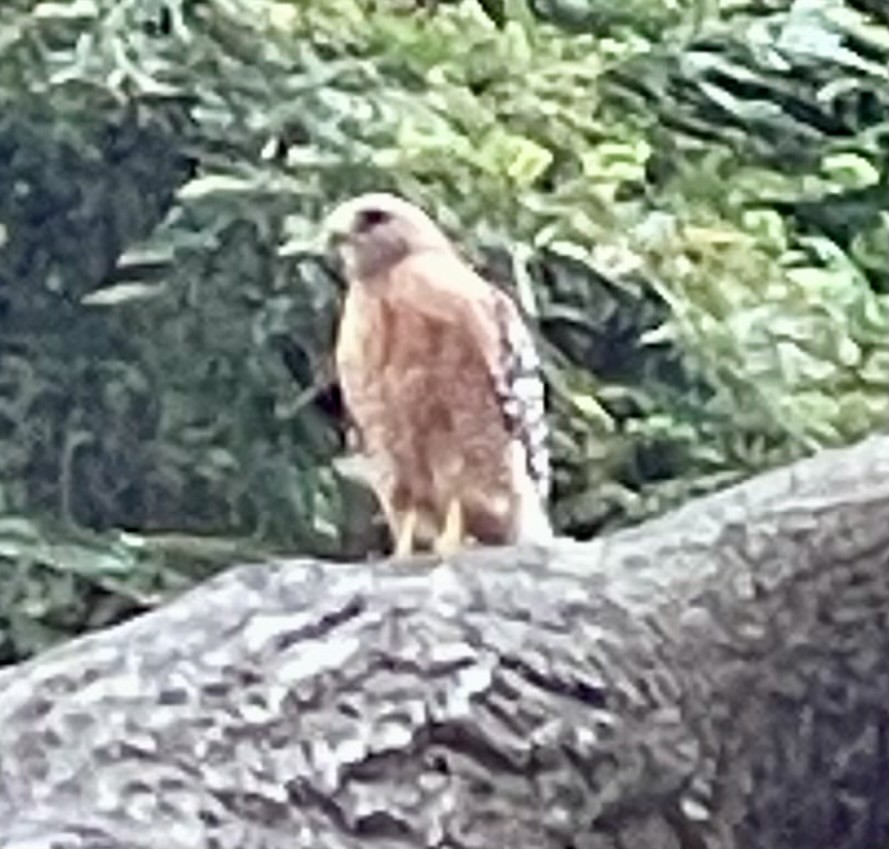 Red-shouldered Hawk - ML640204123