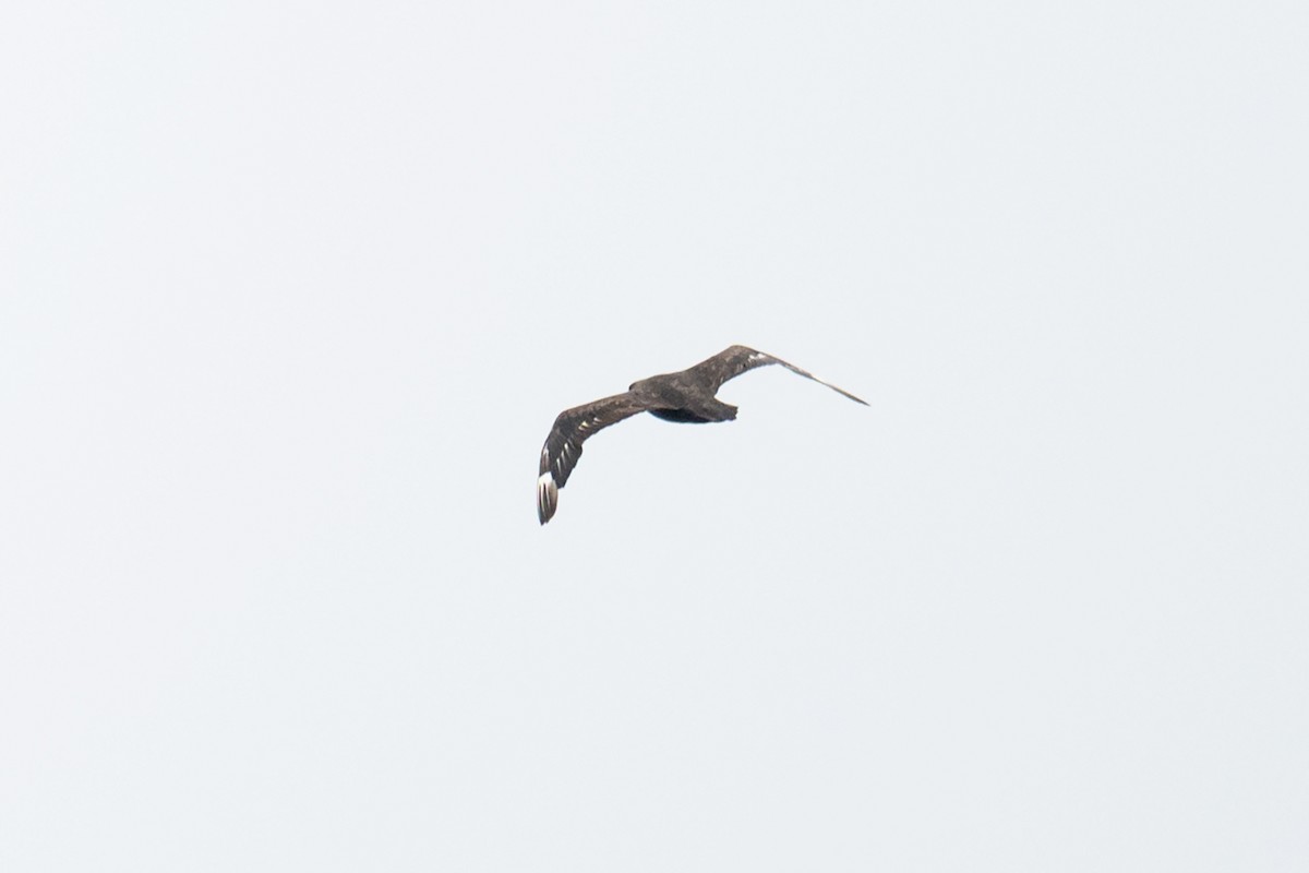 South Polar Skua - ML640204137