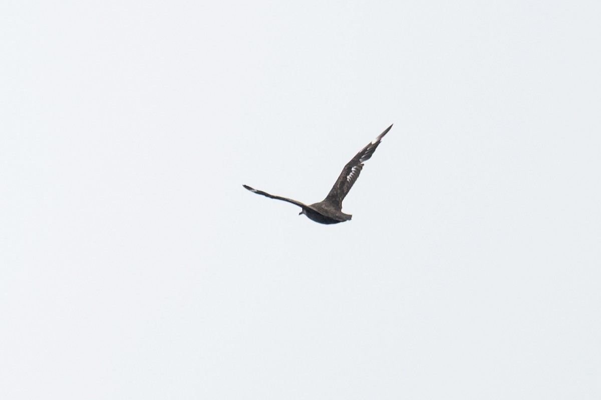 South Polar Skua - ML640204138