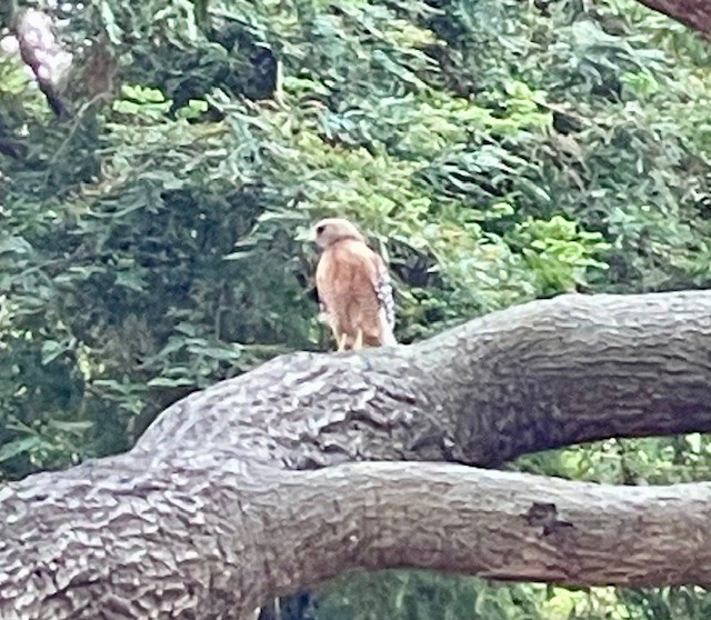 Red-shouldered Hawk - ML640204185