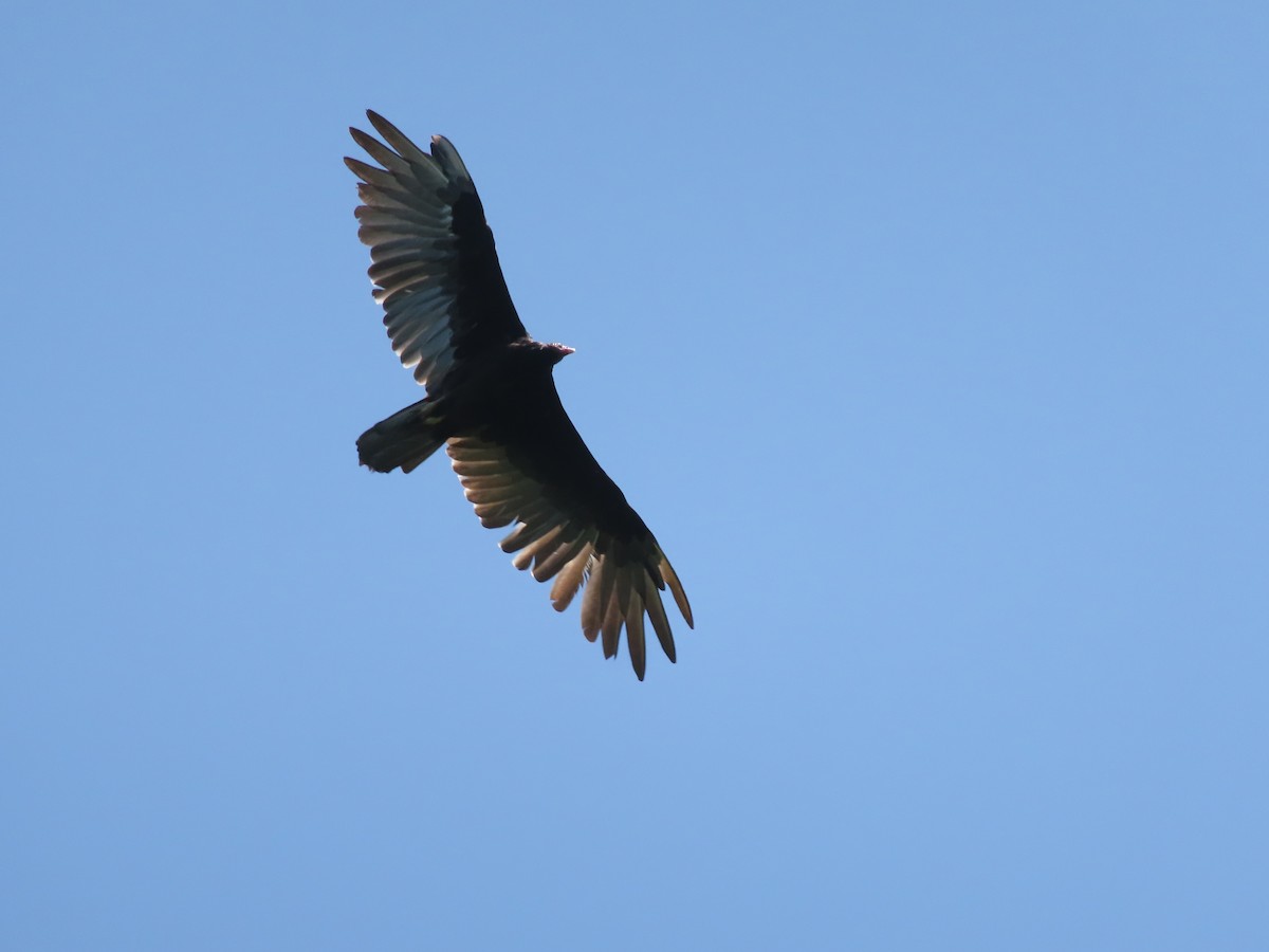 Turkey Vulture - ML640204283