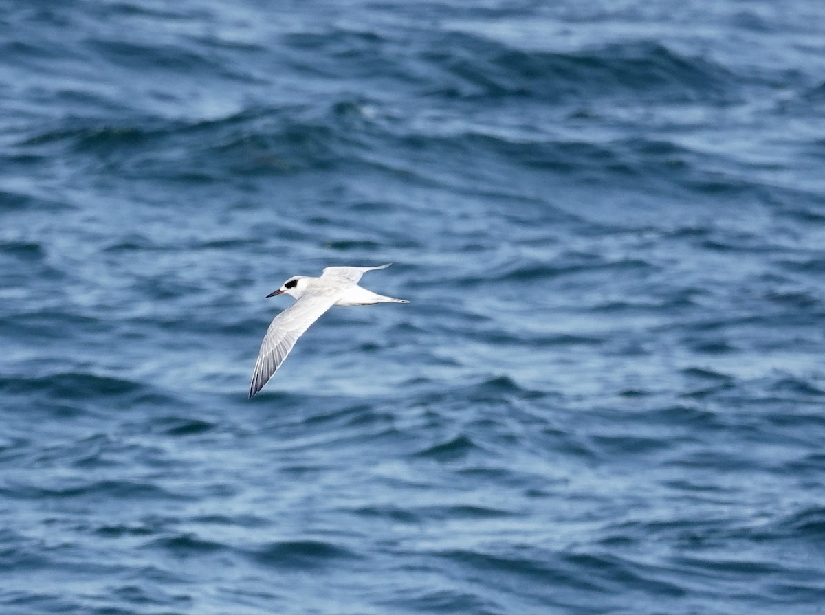 Forster's Tern - ML640204289