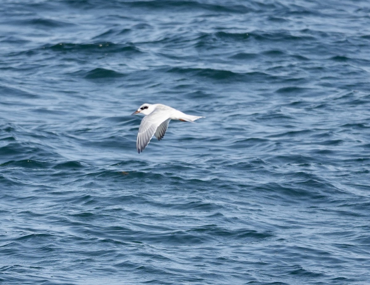 Forster's Tern - ML640204304