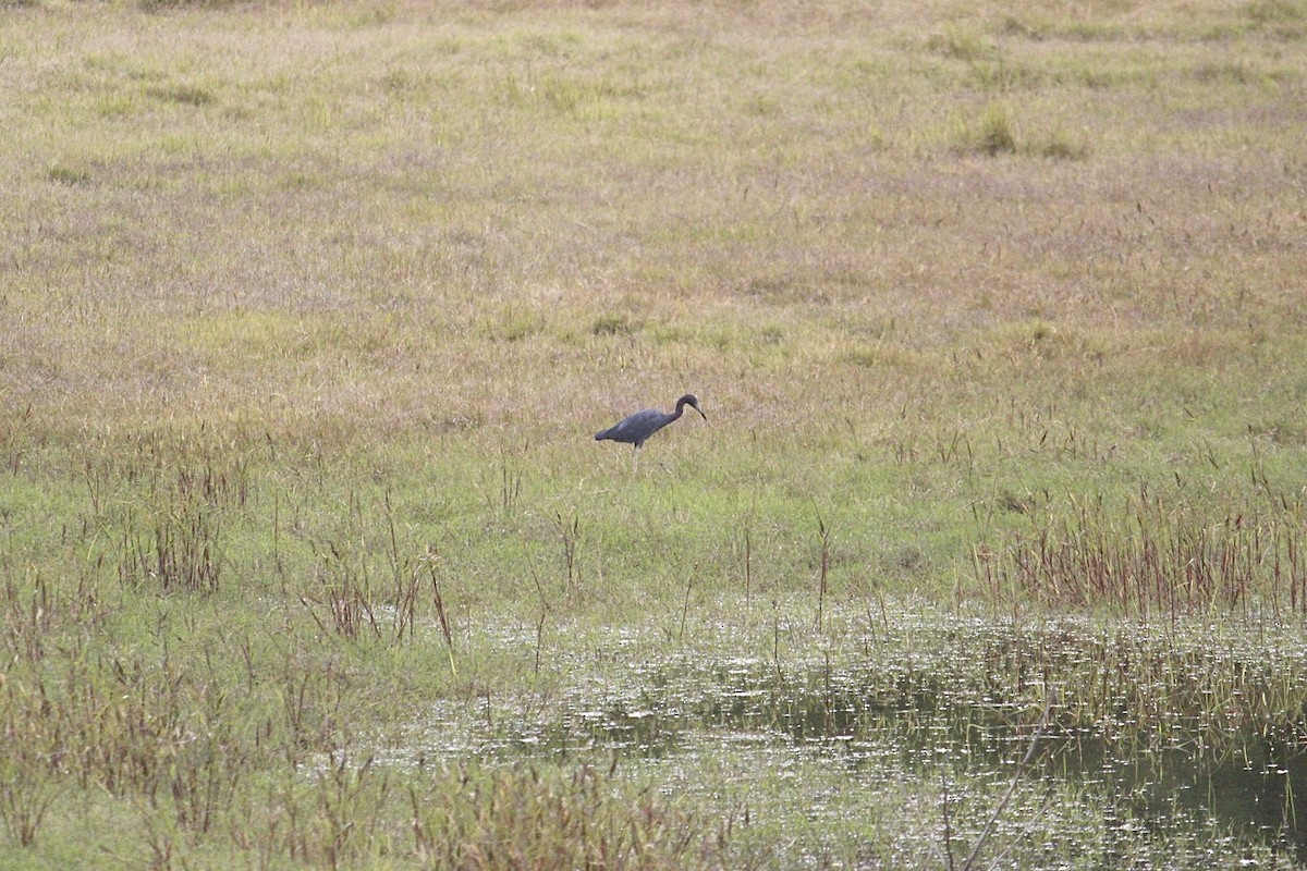 Little Blue Heron - ML640204307