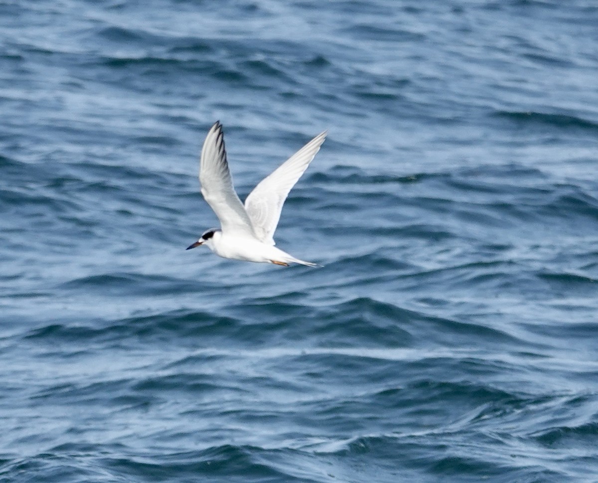 Forster's Tern - ML640204338