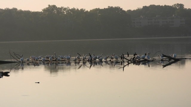 American White Pelican - ML640204403